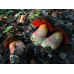 Мицелий Дубовика крапчатого (Boletus erythropus)